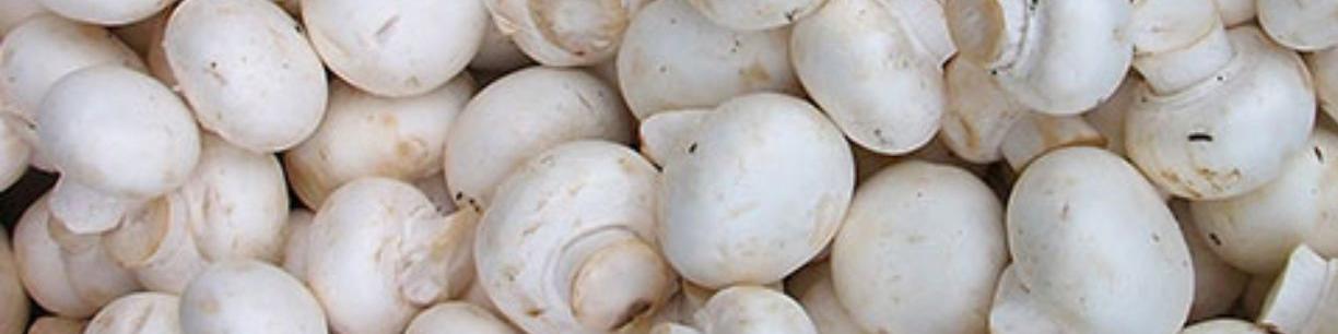 کرونا مصرف قارج را ۳۰ درصد افزایش داد/ از دستفروشان قارچ نخرید