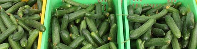 خیار به فهرست میوه‌های لوکس پیوست