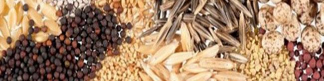 فاسد شدن بیش از 1000 تن بذر علوفه در گمرک به‌دلیل اختلاف 3 دستگاه دولتی