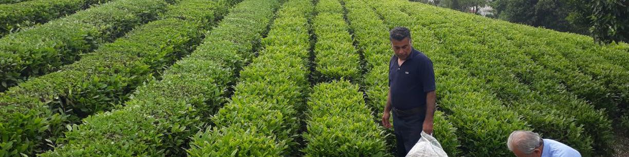 آغاز برداشت برگ سبز چای از اول اردیبهشت/ نرخ هر کیلو چای ۷۰ هزار تومان