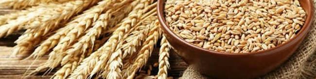 دچار کمبود گندم می‌شویم!