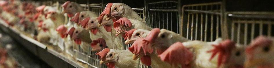 صادرات تخم‌مرغ آغاز شد/ خرید تخم‌مرغ به زیر قیمت مصوب