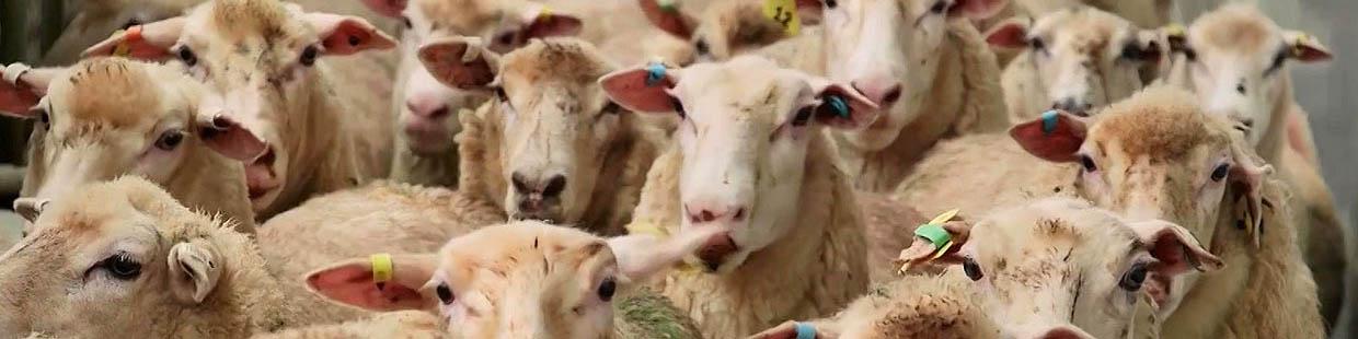 خرید دام‌ها توسط دلالان/ قاچاق رونق می‌گیرد/ دامداران توان نگهداری دام‌ها را ندارند