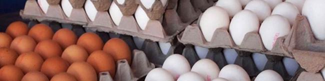 صادرات تخم‌مرغ در دستور کار وزارت جهاد کشاورزی