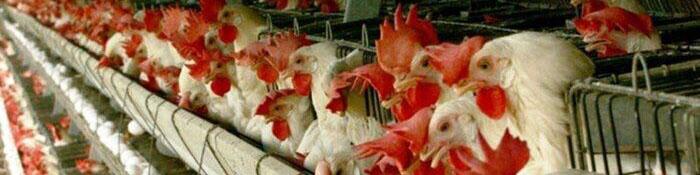 نژاد آرین، «مرغ اجداد» مورد نیاز کشور را تامین می‌کند