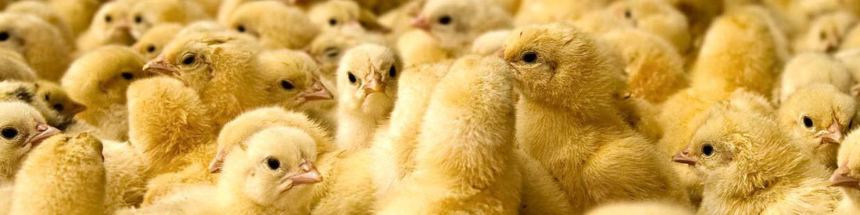 قیمت تخم مرغ همچنان زیر نرخ مصوب است