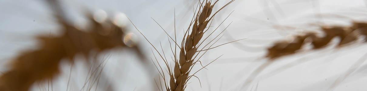 واردات ۵ میلیون تن گندم در راه است/ چرا خودکفایی گندم شکست خورد؟