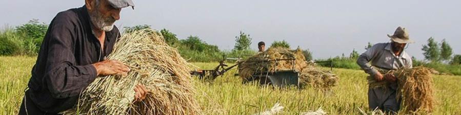 کاهش بیماری‌های گندم و جو در سال ۱۴۰۰