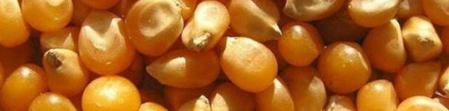 پایان جدال بر سر ذرت‌های آلوده