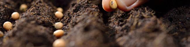 هشدار درباره مشکلات احتمالی تامین بذر محصولات اساسی/ خطر افتادن بازار بذر به دست دلالان