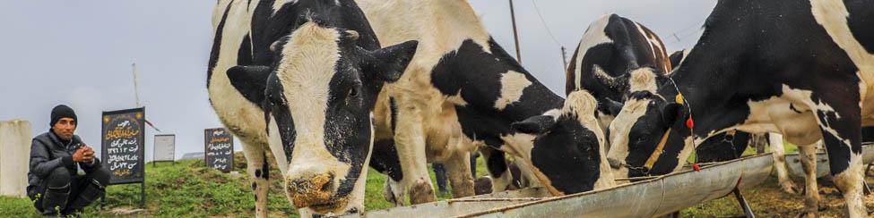 ضرر ۱۰ هزار تومانی دامداران برای هر کیلو/ دولت کمک کند صنعت دامپروی زمین نخورد