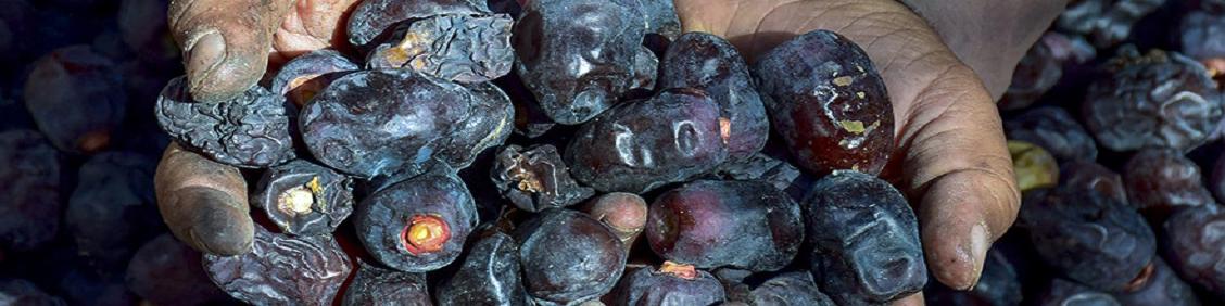 کاهش ۱۰ تا ۱۵ درصدی تولید خرمای مضافتی در کشور/ تلف نخل از بی‌آبی نداشتیم