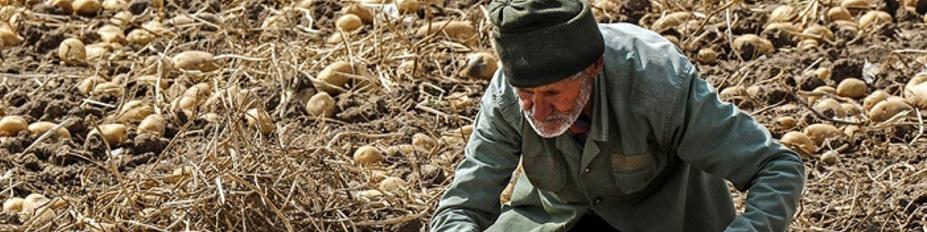 جزئیات طرح خرید حمایتی سیب‌زمینی از کشاورزان
