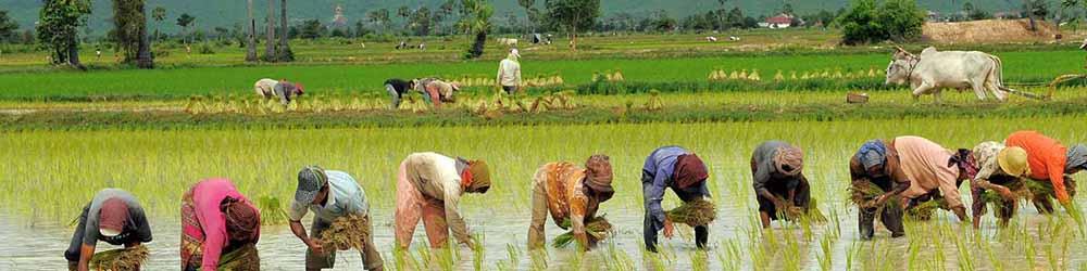 کمبودی در عرضه برنج نداریم/ خودکفایی برنج دست یافتنی است