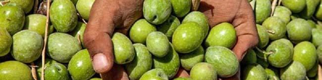 زمینه‌چینی برای واردات کنسرو زیتون/ کاهش ۳۰۰درصدی تولید روغن زیتون