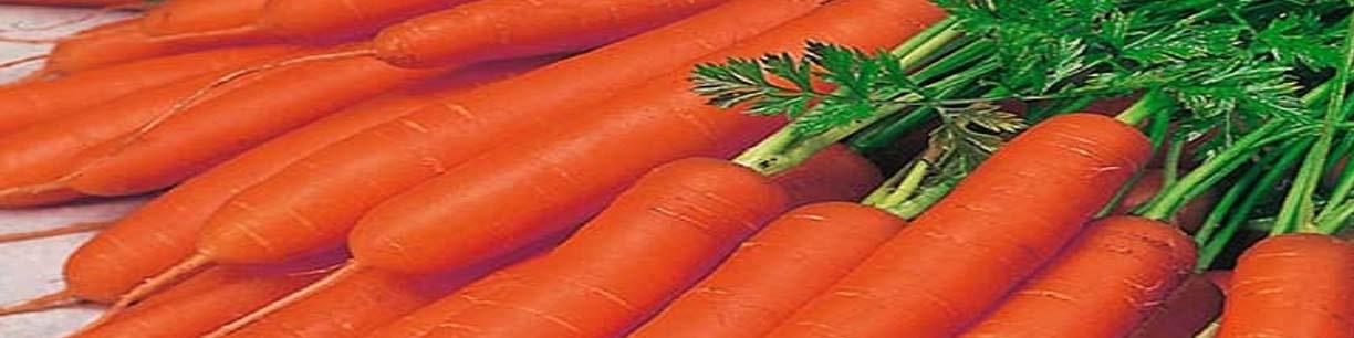 رشد 8 درصدی تولید هویج در سال‌جاری/ خرید عراق و روسیه از ایران افزایش یافت