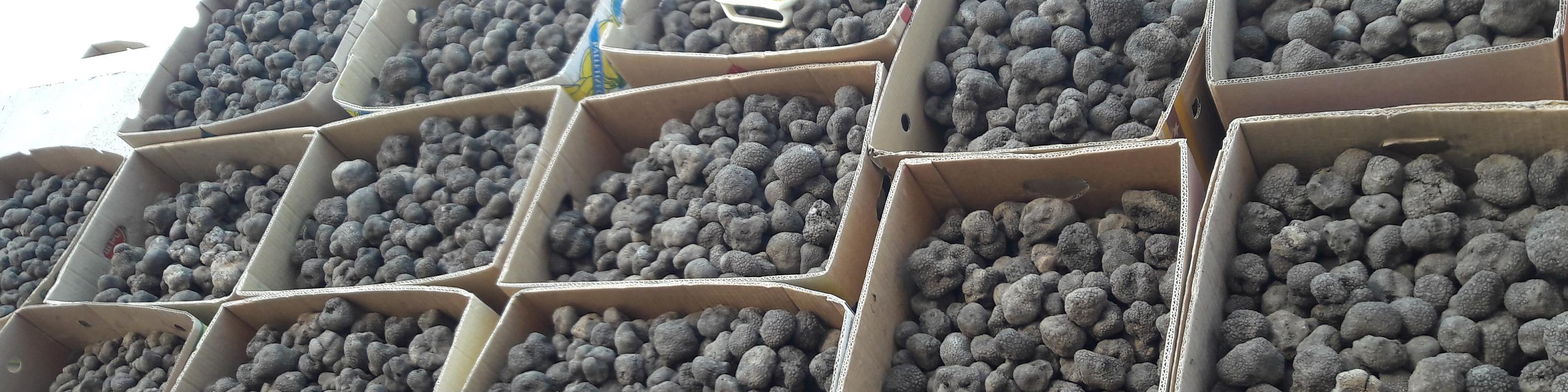 ممانعت از قاچاق چند میلیون یورویی قارچ سیاه