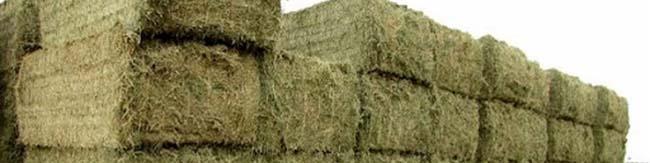 آغاز واردات یونجه از روسیه/ قیمت هر کیلوگرم یونجه روسی ۵۲۰۰ تومان