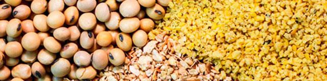 6 پیشنهاد به وزیر جهاد کشاورزی در تامین خوراک دام و طیور/ مرغ دولتی پیدا نمی‌شود