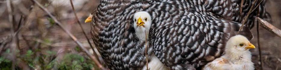 چرا قیمت جوجه یک روزه افزایش یافت؟/ نرخ واقعی به زودی اعلام می‌شود