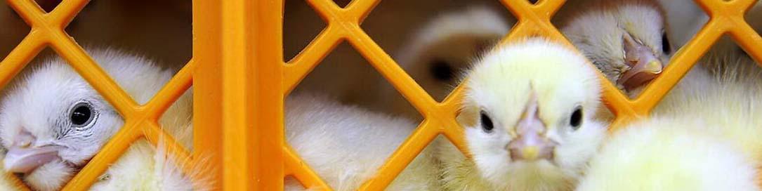 تولید جوجه یک‌روزه تخم گذار افزایش یافت