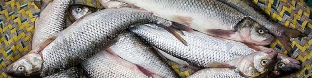 قزل آلا باز هم گران شد