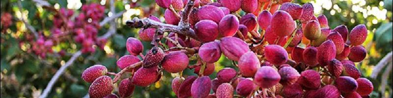 کاهش ۷۰ هزار تنی تولید پسته در سال جاری