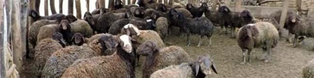 تهاتر دام زنده با نهاده غیر ممکن است/ نبود مراودات بانکی صادارت دام را دشوار می‌کند