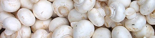 لهستان بازار قارچ روسیه را از ما گرفت/ کرونا سرانه مصرف قارچ را ۳۰ درصد افزایش داد