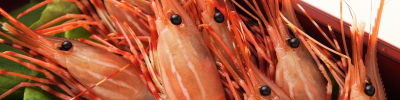 رویدادی برای افزایش بازده تولید میگو با شیوه‌های نوین