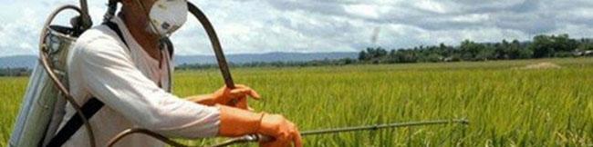 ۲۳ درصد از سموم مصرف شده در کشور پرخطر هستند/ هشدار نسبت به از دست دادن بازارهای صادراتی