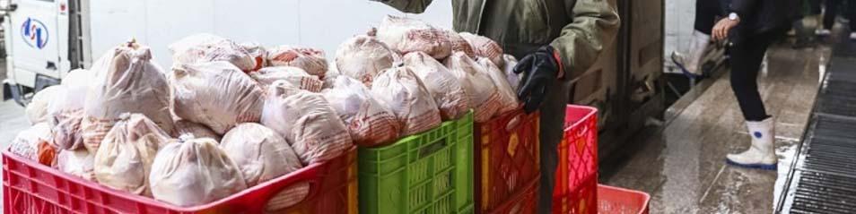 مرغ یخ‌زده وارداتی دردی از بازار دوا نمی‌کند!