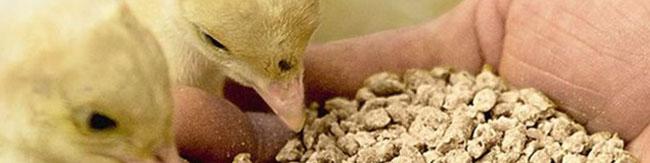 هشدار برای از سرگیری واردات یک مکمل غذایی ضروری دام و طیور/ واردکنندگان دندان تیز کرده‌اند