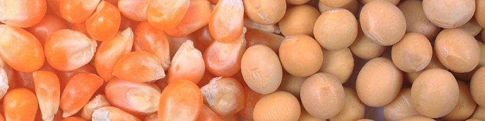 بانک مرکزی فرایند تخصیص ارز را شفاف کند