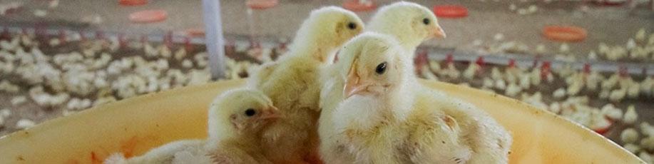 تولید مازاد جوجه یک‌روزه/ تأمین نهاده دامی دی‌ماه در سامانه بازارگاه