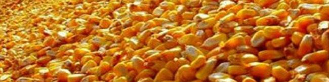 راهکار جدید چین برای تامین خوراک دام/ واردات محصولات تراریخته به شرط فرآوری