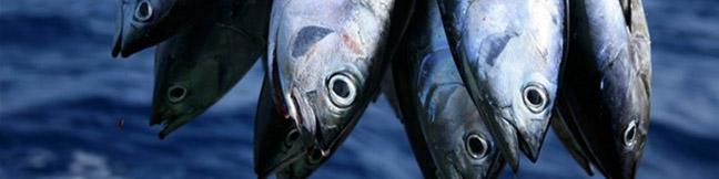 قیمت ماهی جنوب به مرز ۲۰۰ هزار تومان رسید/ اعلام نرخ انواع ماهی در بازار/ ذخایر دریایی کاهش یافت