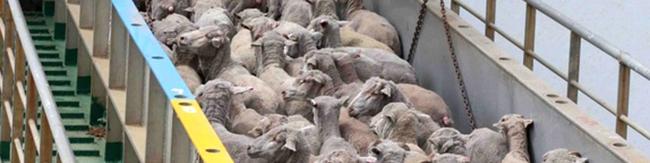 صادرات دام متوقف شد