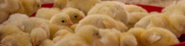 افزایش قیمت جوجه به ۱۲ هزار تومان/ نظارتی بر بازار وجود ندارد