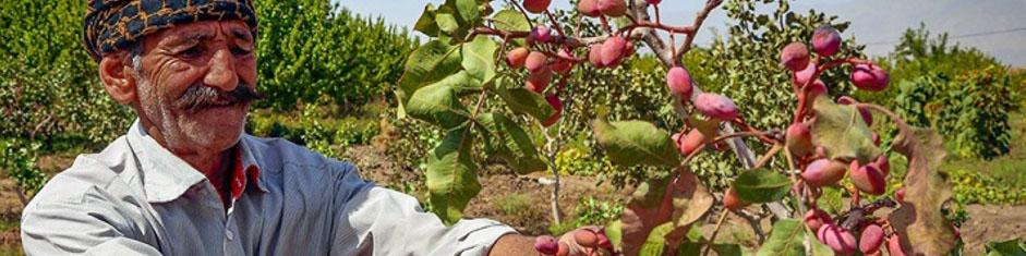 ارزآوری ۴۰۰ میلیون دلاری صادرات پسته/ سرمازدگی تولید پسته را ۶۵ هزار تن کاهش داد