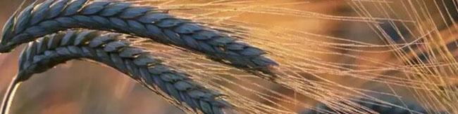 با ادامه بحران اوکراین گندم در بازار جهانی گران‌تر شد