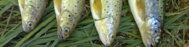 تولیدکنندگان قزل آلا خواستار حمایت دولت از این صنعت شدند