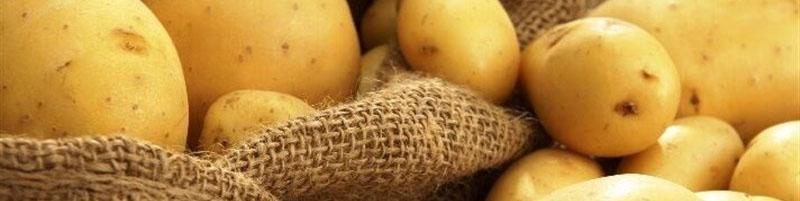 کاهش ۲۰ درصدی قیمت سیب زمینی در روز‌های آینده