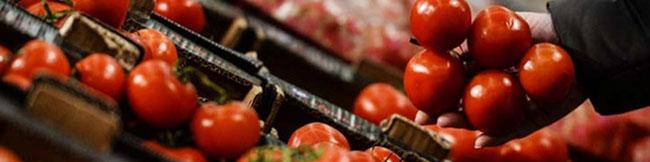 قیمت گوجه فرنگی به کیلویی ۲۵ هزار تومان رسید/ کامیون‌داران تمایلی به بارگیری ندارند