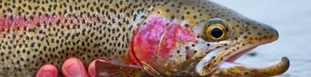 ظرفیت صادرات خوراک آبزیان در کشور وجود دارد