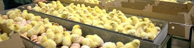 کاهش قیمت جوجه یک روزه به ۲۵۰۰ تومان/ مرغ در دست تولیدکنندگان مانده است