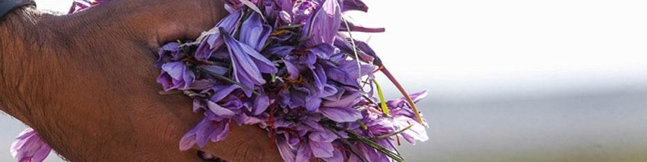 کاهش یک‌سومی مصرف زعفران در کشور/ افزایش ۳۰۰ درصدی قیمت در طی چهل روز