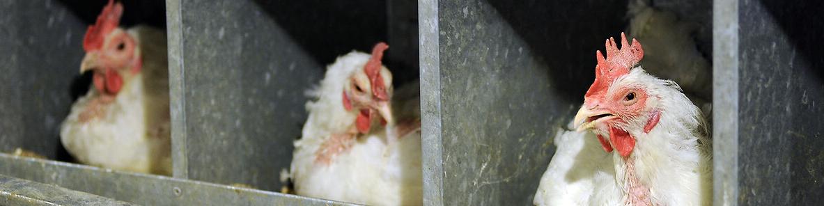 مرغ نیمایی به بازار می آید