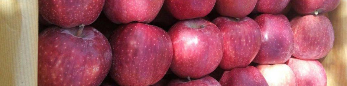 صادرات سیب به پاکستان آزاد شد