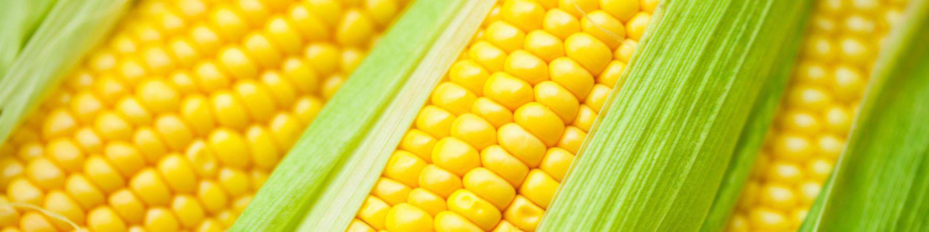 سکوت استاندارد در ماجرای ترخیص ذرت‌های آلوده و چند ابهام!